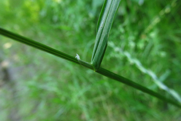 Gewöhnliches Rispengras (Poa trivilalis)