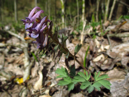 Finger-Lerchensporn (Corydalis solida)