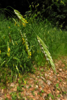 Wehrlose Trespe (Bromus inermis)