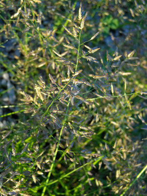 Klein-Liebesgras (Eragrostis minor)