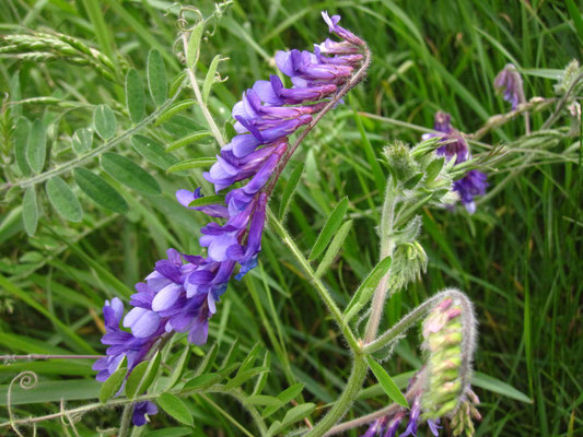 Zottel-Wicke (Vicia villosa)