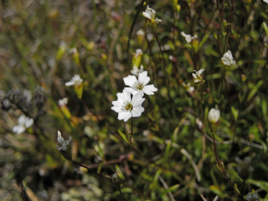 Kleiner Strahlensame (Heliosperma pusillum s.lat.)