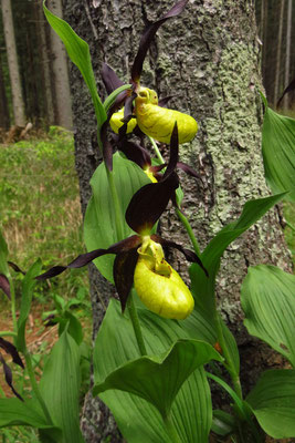  Frauenschuh (Cypripedium calceolus)