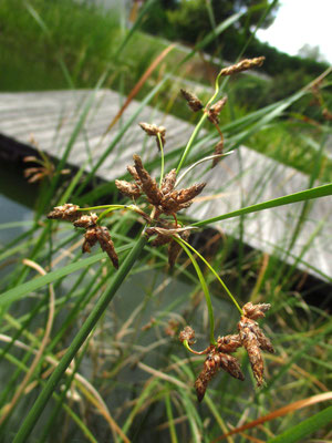 Grün-Teichbinse (Schoenoplectus lacustris)