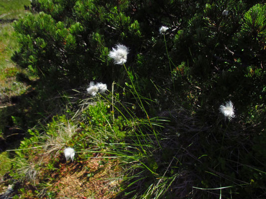 Scheiden-Wollgras (Eriophorum vaginatum)