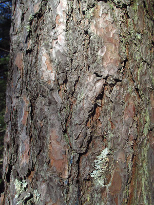 Rot-Föhre (Pinus sylvestris) | Borke