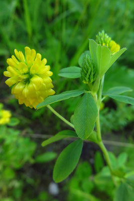 Gold-Klee (Trifolium aureum)