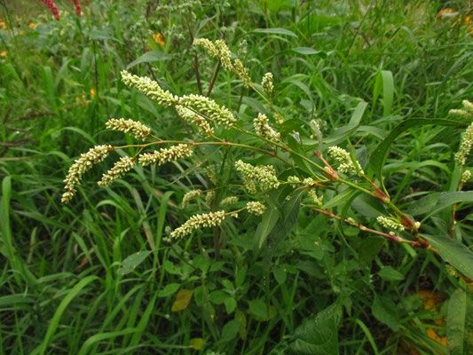 Ampfer-Knöterich (Persicaria lapathifolia)