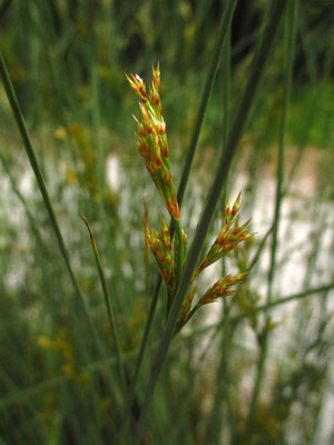 Grau-Simse (Juncus inflexus)