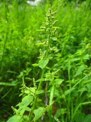 Vielsamen-Gänsefuß (Chenopodium polyspermum)