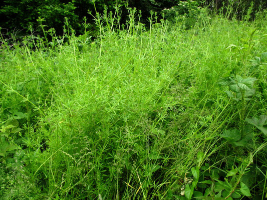 Klett-Labkraut (Galium aparine)