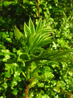 Gewöhnliche Esche (Fraxinus excelsior)