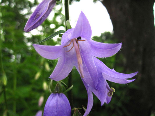 Acker-Glockenblume (Campanula rapunculoides)