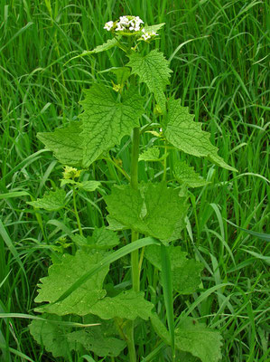 Knoblauchrauke (Alliaria petiolata)