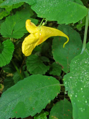 Groß-Springkraut (Impatiens noli-tangere)