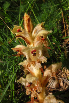 Nelken-Sommerwurz (Orobanche caryophyllacea)