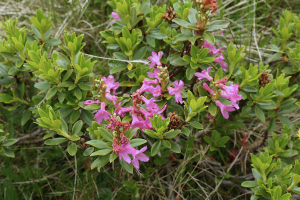 Rostblättrige Alpenrose (Rhododendron ferrugineum)