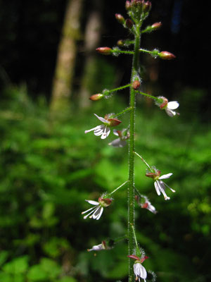 Wald-Hexenkraut (Circaea lutetiana)