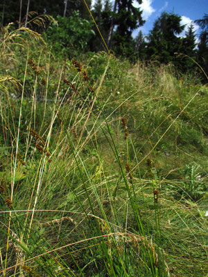 Stachel-Segge (Carex muricata agg.)