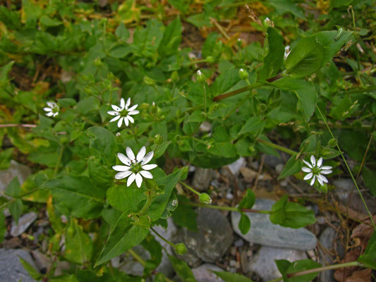 Wasser-Sternmiere (Stellaria aquatica)