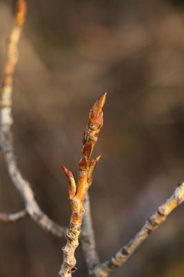 Schwarz-Pappel (Populus nigra) | Fam. Weidengewächse (Salicaceae)