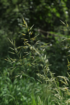 Wehrlose Trespe (Bromus inermis)