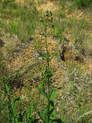 Knoten-Braunwurz (Scrophularia nodosa)