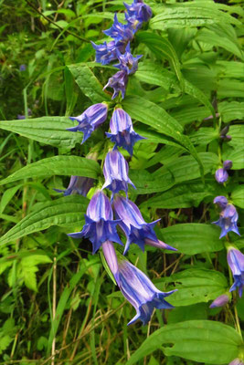 Schwalbenwurz-Enzian (Gentiana asclepiadea)