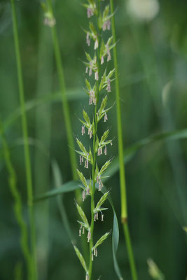 Italien-Raygras (Lolium multiflorum)