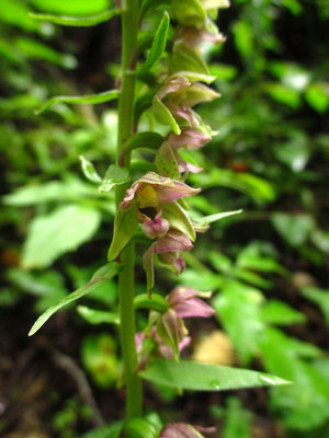 Grün-Ständelwurz (Epipactis helleborine s.lat.)