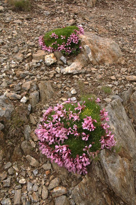 Zwerg-Seifenkraut (Saponaria pumila)