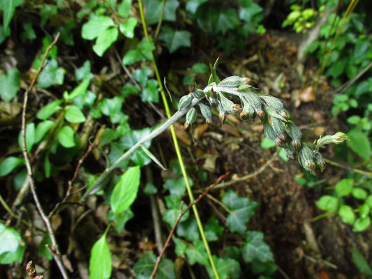 Kleinblatt-Ständelwurz (Epipactis microphylla)