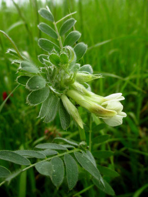 Pannonische Wicke (Vicia pannonica)