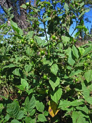 Echte Tollkirsche (Atropa bella-donna)