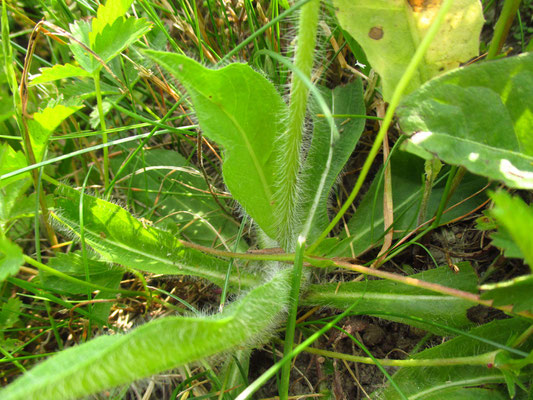 Orange-Habichtskraut (Hieracium aurantiacum)