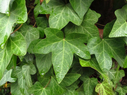 Gewöhnlicher Efeu (Hedera helix)