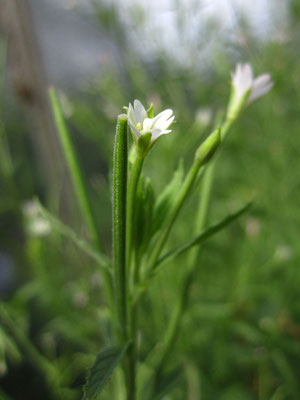 Blasses Weidenröschen (Epilobium roseum)