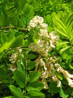 Robinie (Robinia pseudoacacia)