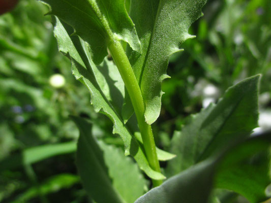 Pfeilkresse (Lepidium draba)