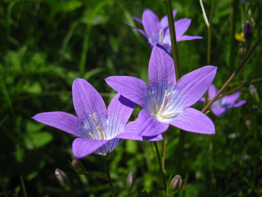 Wiesen-Glockenblume (Campanula patula)