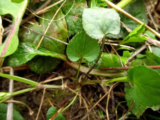 Hain-Veilchen (Viola riviniana)