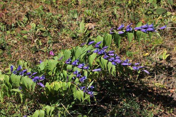 Schwalbenwurz-Enzian (Gentiana asclepiadea) | Fam. Enziangewäche (Gentianaceae)