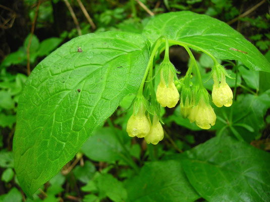 Knoten-Beinwell (Symphytum tuberosum)