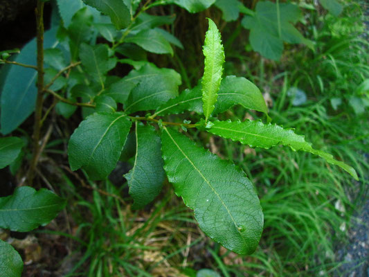 Großblatt-Weide (Salix appendiculata)