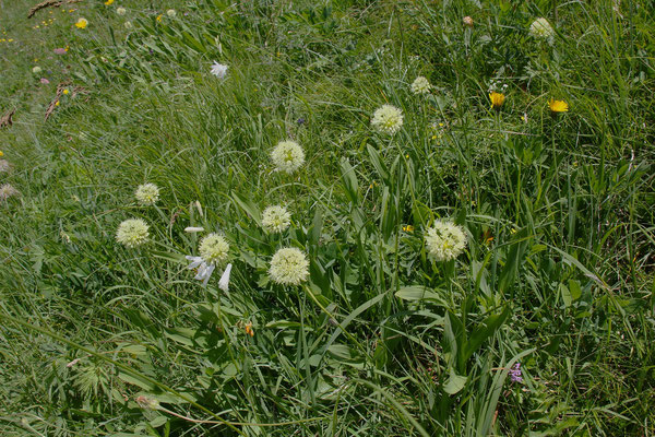 Allermannsharnisch (Allium victorialis)