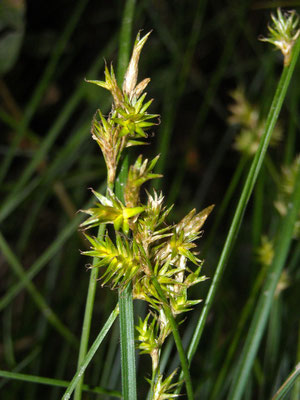 Seegras-Segge (Carex brizoides)