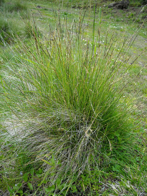 Bürstling (Nardus stricta)