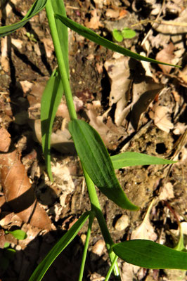 Berg-Leinblatt (Thesium bavarum)