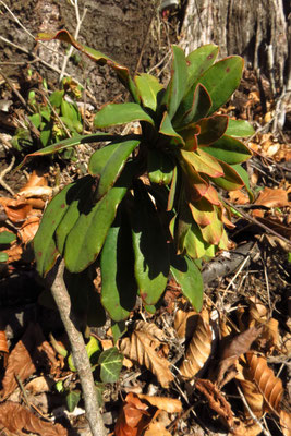 Mandel-Wolfsmilch (Euphorbia amygdaloides)