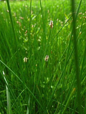 Groß-Sumpfried (Eleocharis palustris)